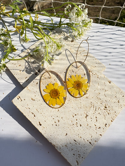 Daisies for Days