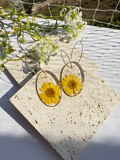 Daisies for Days